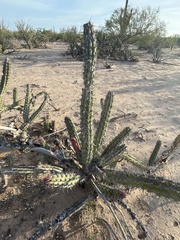 Stenocereus gummosus