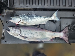 Oncorhynchus tshawytscha