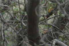 Quercus cornelius-mulleri