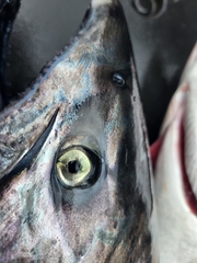 Oncorhynchus tshawytscha