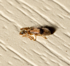 Notoxus desertus