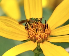 Agapostemon splendens