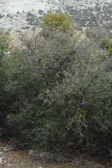 Quercus cornelius-mulleri