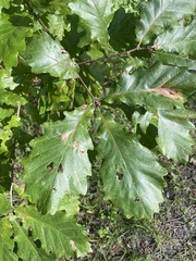 Quercus michauxii