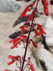 Penstemon rostriflorus