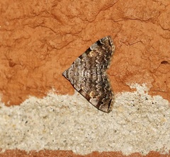 Idia americalis