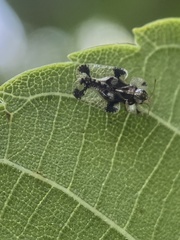 Corythucha juglandis