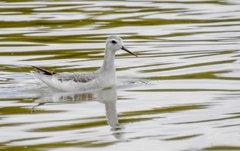 Phalaropus tricolor