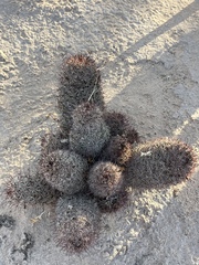 Mammillaria hutchisoniana
