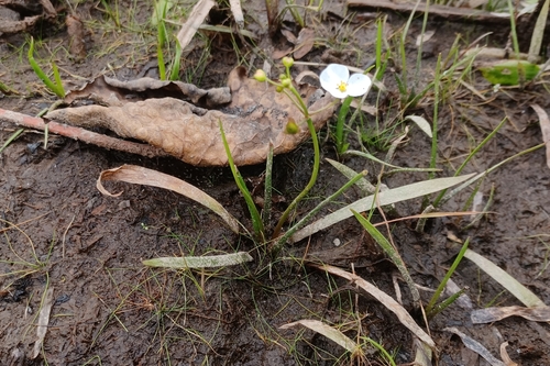 Grassy arrowhead (Sagittaria graminea)