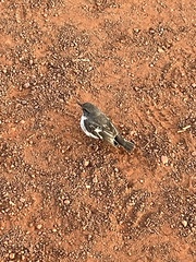 Melanodryas cucullata