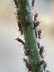 Macrosiphini