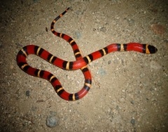 Lampropeltis abnorma
