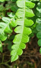 Comptonia peregrina
