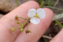 Sagittaria graminea