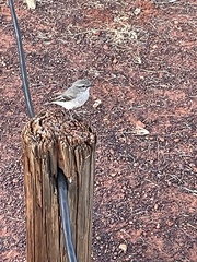 Melanodryas cucullata