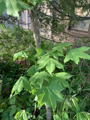 Kalopanax septemlobus