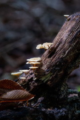 Lentinus tigrinus