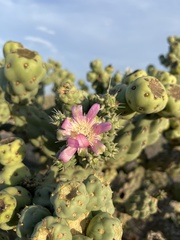 Cylindropuntia cholla