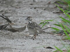 Chondestes grammacus