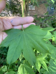 Kalopanax septemlobus