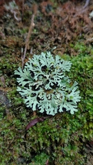 Heterodermia leucomelos