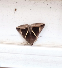 Chalciope