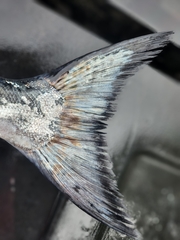 Oncorhynchus tshawytscha