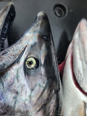 Oncorhynchus tshawytscha