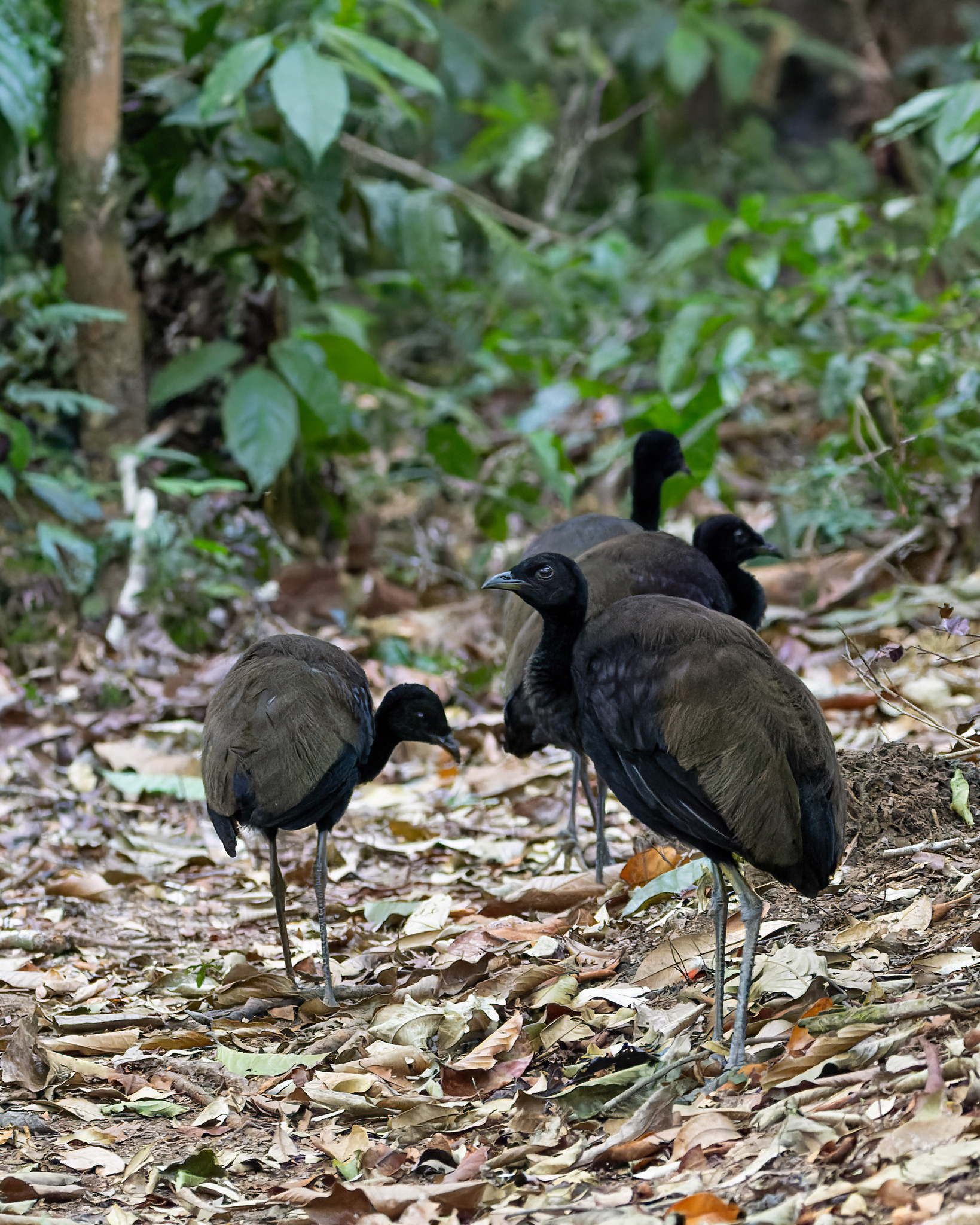 Dark-winged Trumpeter (Psophia viridis), photo 2