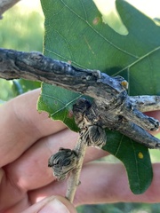 Andricus quercusfrondosus