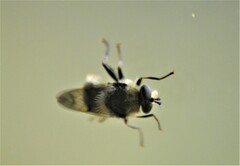 Eristalinae