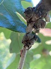 Andricus quercusfrondosus