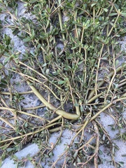 Portulaca