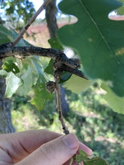 Andricus quercusfrondosus