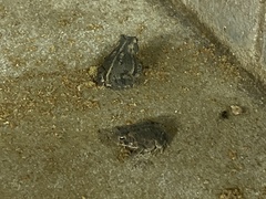 Anaxyrus americanus