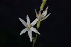 Leucocoryne alliacea
