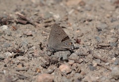 Satyrium sylvinus
