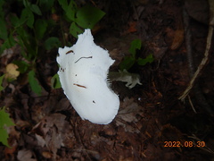 Phalloideae