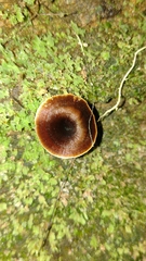 Auricularia polytricha