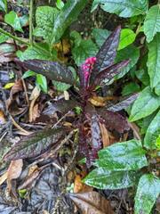 Phytolacca rugosa