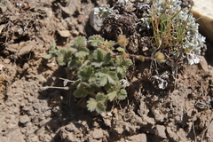 Potentilla villosa