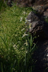 Leucocoryne alliacea