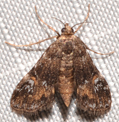 Elophila obliteralis