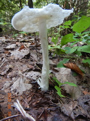 Phalloideae
