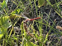 Sympetrum obtrusum