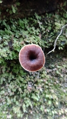 Auricularia polytricha