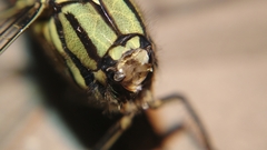 Orthetrum sabina