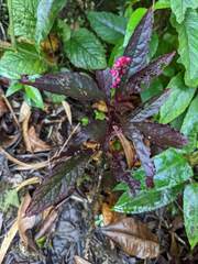 Phytolacca rugosa