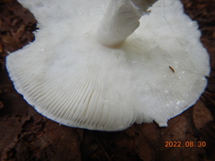 Phalloideae